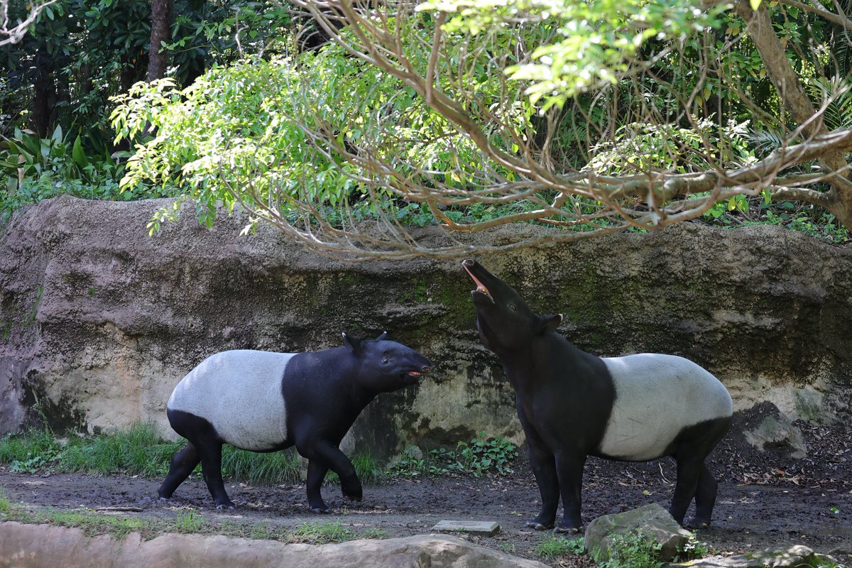 「お母さ～～ん❣️」
ロコちゃんに駆け寄るひでおくん
20240516 thu
#ズーラシア #zoorasia #よこはま動物園
#マレーバク #ひでお #ロコ #tapir