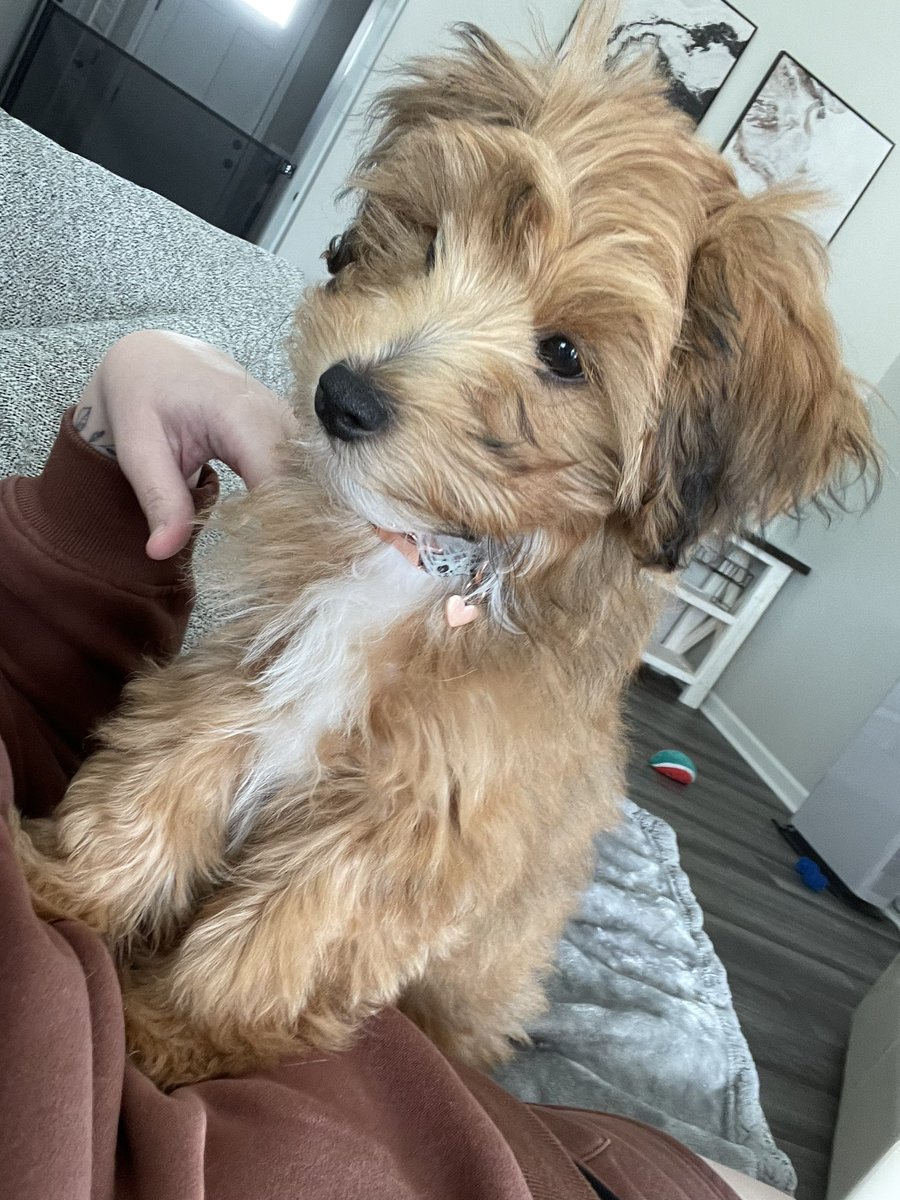 puppy update: cutest menace in the world