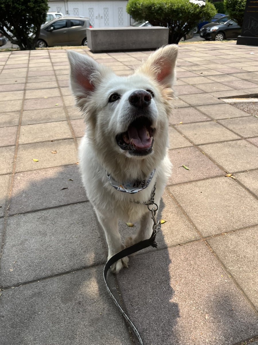 Vean esa belleza 😍 Cloi es una abuelita de 12 años talla grande en busca de una familia 🤍 No es justo que esté en pensión el tiempo que aún le quede de vida 🥺 ¿Nos ayudan a conseguirle casita? Compártanla mucho por favor 🙏🏼 Estamos en CDMX