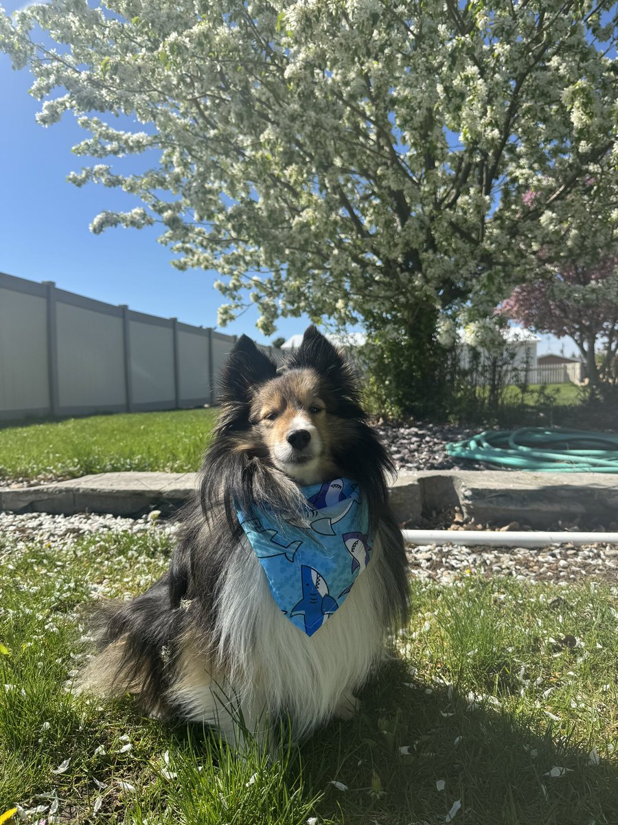 #PostAFavPic4VioletMay24 Day 16 rain or shine, I shall be as handsome as ever in my shark bandana. #pets #dogs #dogsoftwitter #dogsofx #dogmom #sheltie #cute #petlife #xdogs