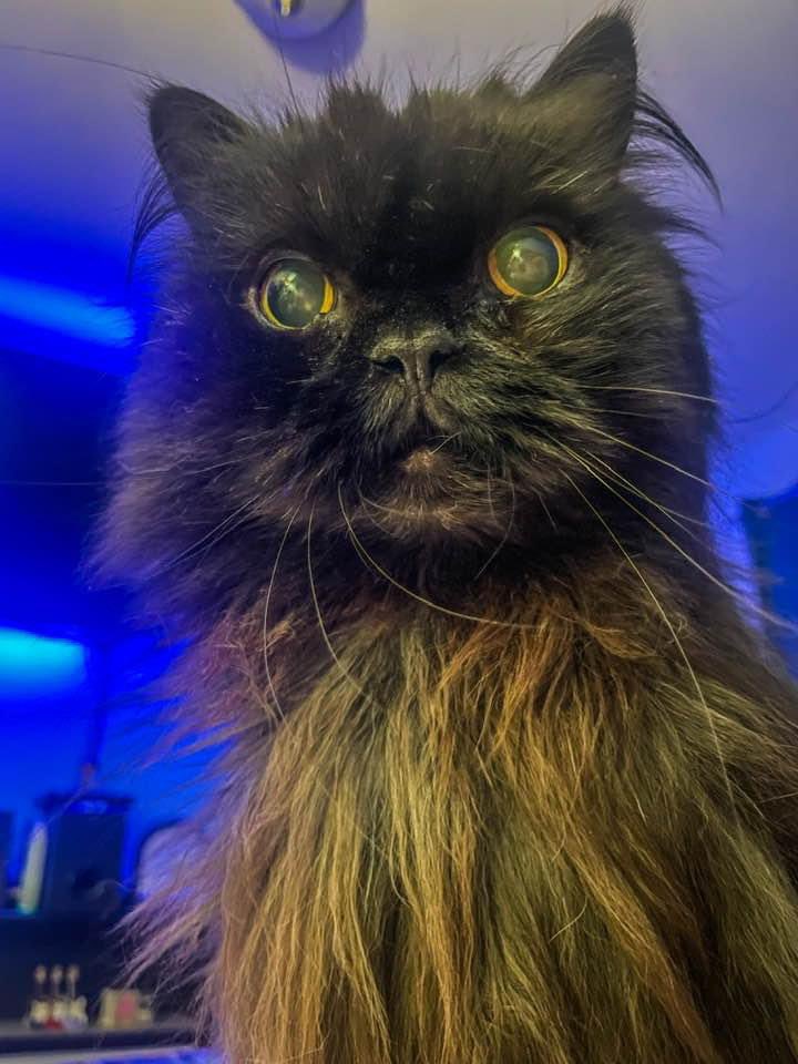 liestef's tweet image. Rest in peace my beautiful baby boy.