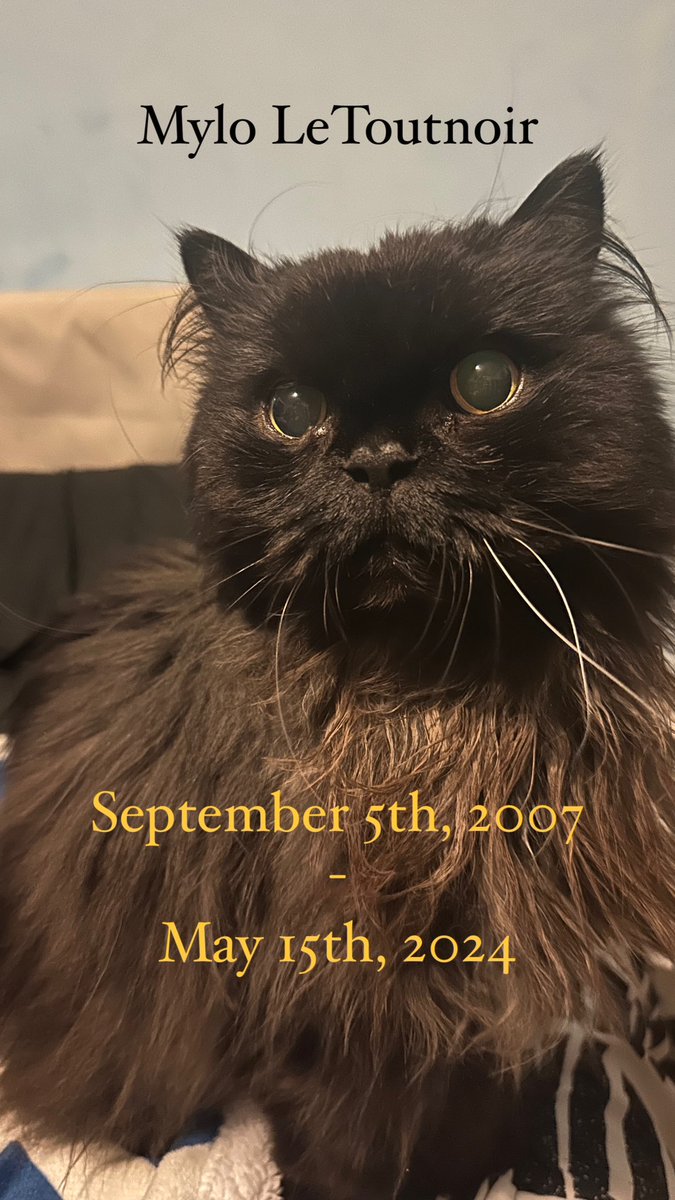 liestef's tweet image. Rest in peace my beautiful baby boy.