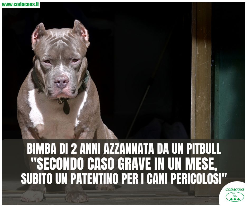 Codacons's tweet image. A meno di un mese della tragedia di #Eboli, dove lo scorso 22 aprile un bimbo di 15 mesi è stato sbranato da due #pitbull, un nuovo grave episodio si è registrato a #SestoSanGiovanni.

🔗 bit.ly/4bkIuyT