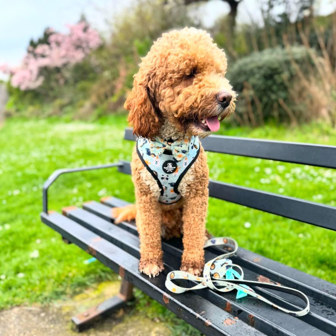 Kenzo watching the world go by and likely wondering what treats are for dinner, well that’s what I do 🤣

📷Kenzo is wearing his Safari harness. Grab 70% off with code HAPPYPET

#PipkinAndBella #PetBoutique #ForCatsAndDogs #DogHarness #AdjustableDogHarness #DogLead #DogBow