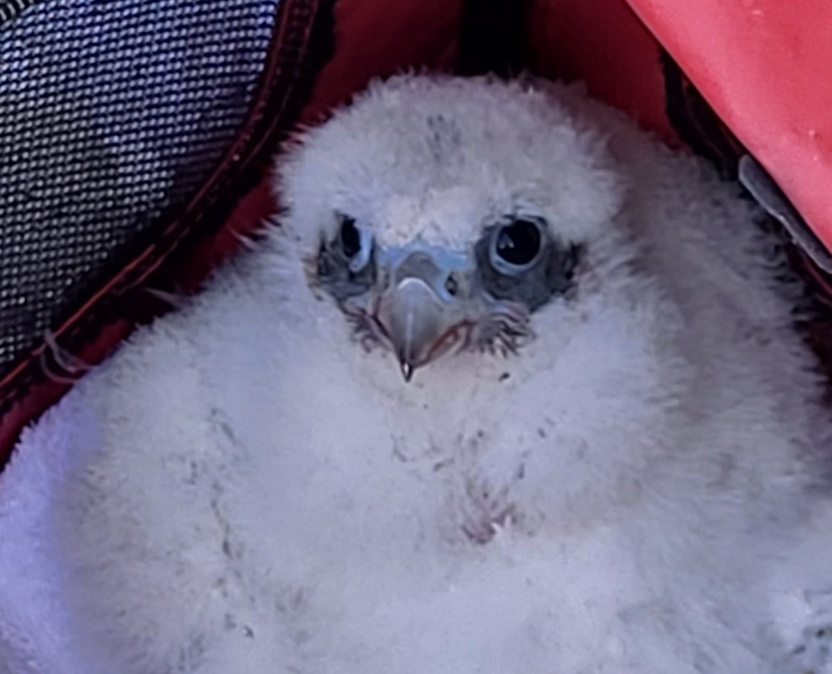 It's time to name that bird (actually, we have four peregrine falcon chicks in the nest box -- three females and a male). Vote for your favorite name until May 22 here➡️ on.ny.gov/3ynqJk4 The four names receiving the most votes will win.