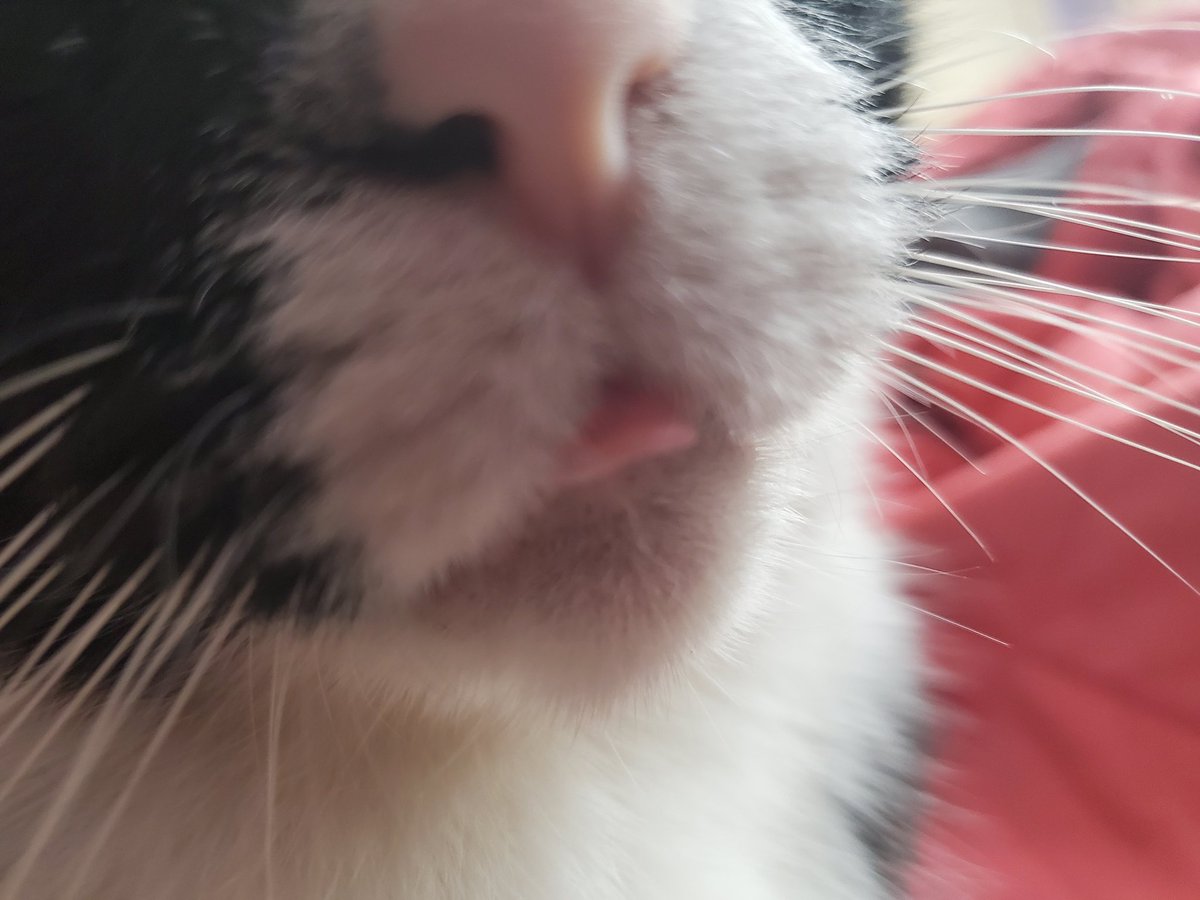 I deserve a photojournalism Pulitzer for capturing one of the cat's rarely-seen bleps on camera.