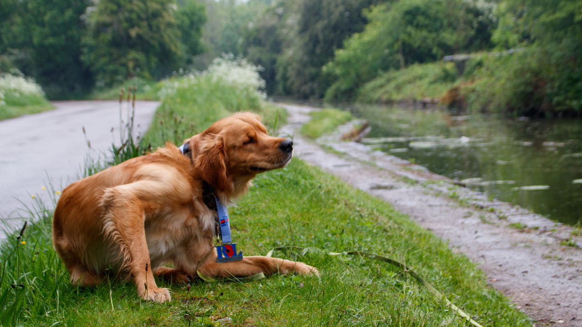 He's done it! Finlay #RedMoonshine covered 119km of his 100km target and raised £150 for @PoppyLegion. Mostly completed over @CanalRiverTrust #BCN canals in April. #BoatsThatTweet #KeepCanalsAlive #LifesBetterByWater #FundBritainsWaterways #SponsoredWalk #PoppyAppeal #BCNS