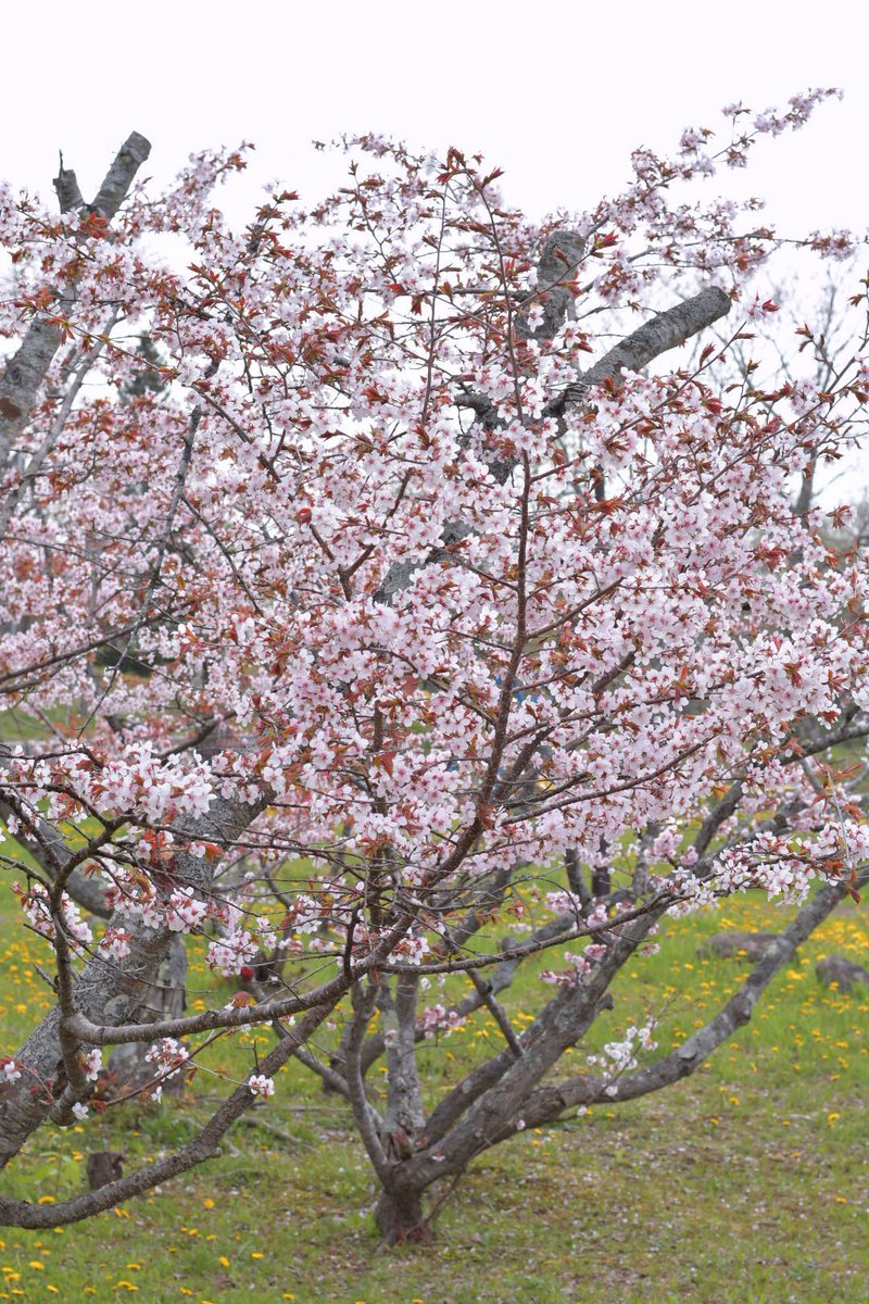 レイヤーのみなさん！
知床はこの時期でも桜撮影リベンジできますよ！
5月に知床来る人は旅行ついでにいかがですか🤣
（これは今朝）