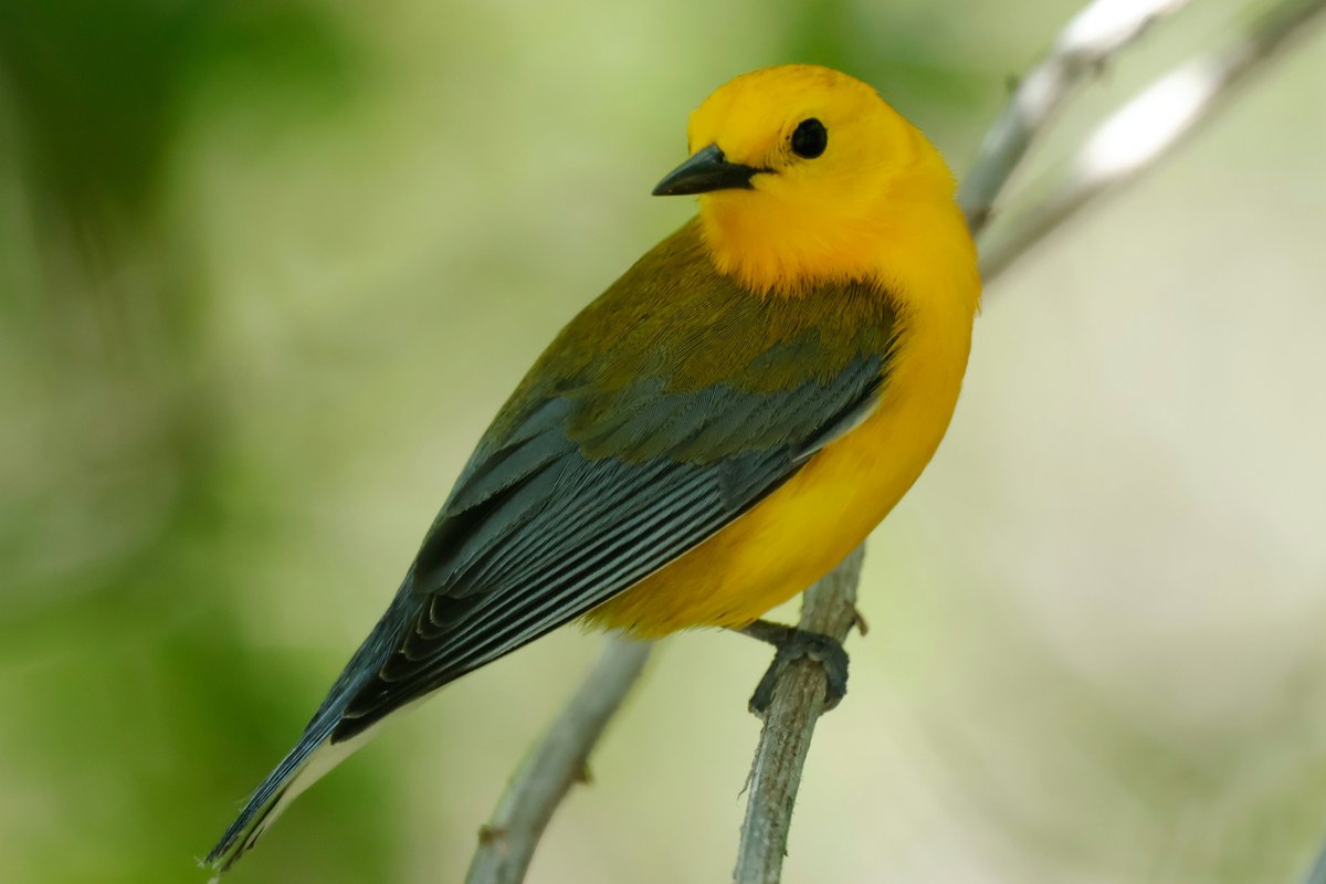 A stunning Prothonotary Warbler perched on a branch in Ohio, USA! Such a vibrant little songbird. #birding #Ohio #Wildlife 🐦🌳🇺🇸