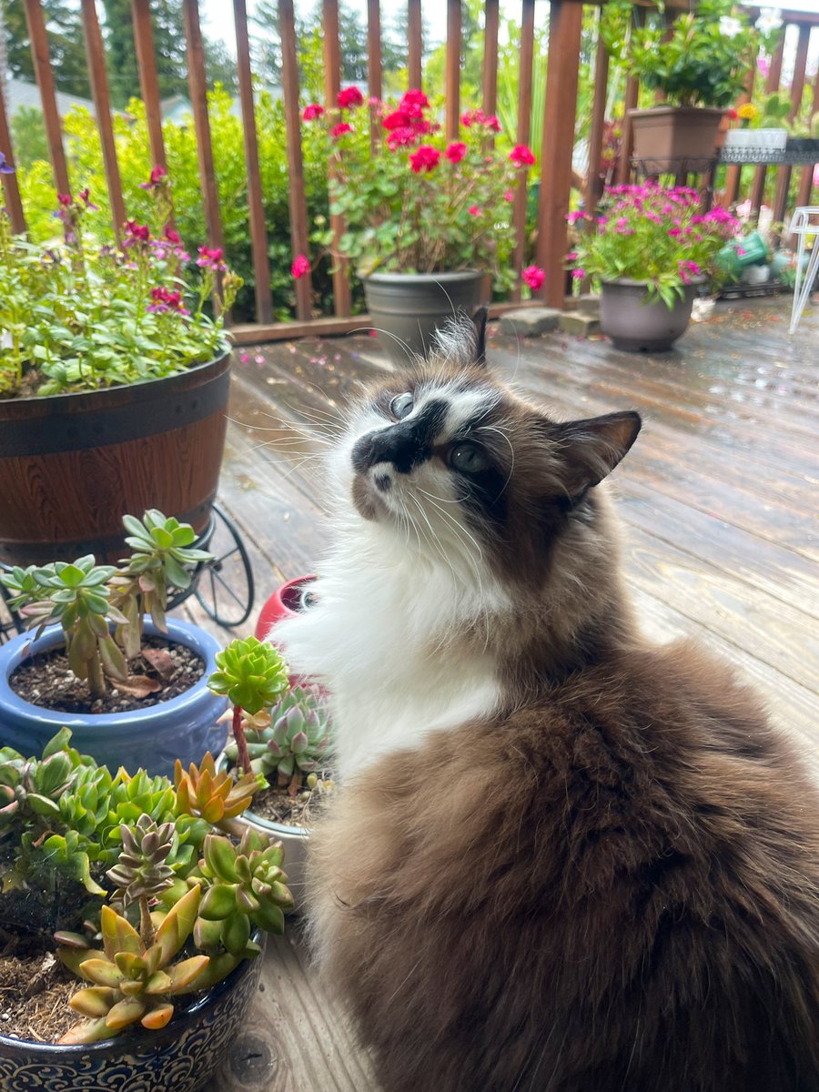 #PostAFavPic4VioletMay24 Day 16: rain or shine Rain or shine, Im never late to do my daily perimeter patrol! ☔️🌦️🌸Badger #Hedgewatch #CatsOfTwitter #CatsOfX #Cats #FluffyFursday