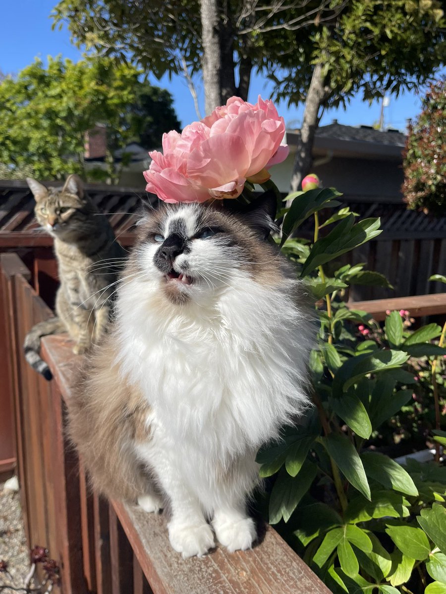 #PostAFavPic4VioletMay24 Day 15: my favorite flower My favorite flower is the peony, pictured here last year when I wore one as a pretty hattie! 👒🌸Badger🌸 #ThrowbackThursday #Hedgewatch #CatsOfTwitter #CatsOfX #FluffyFursday