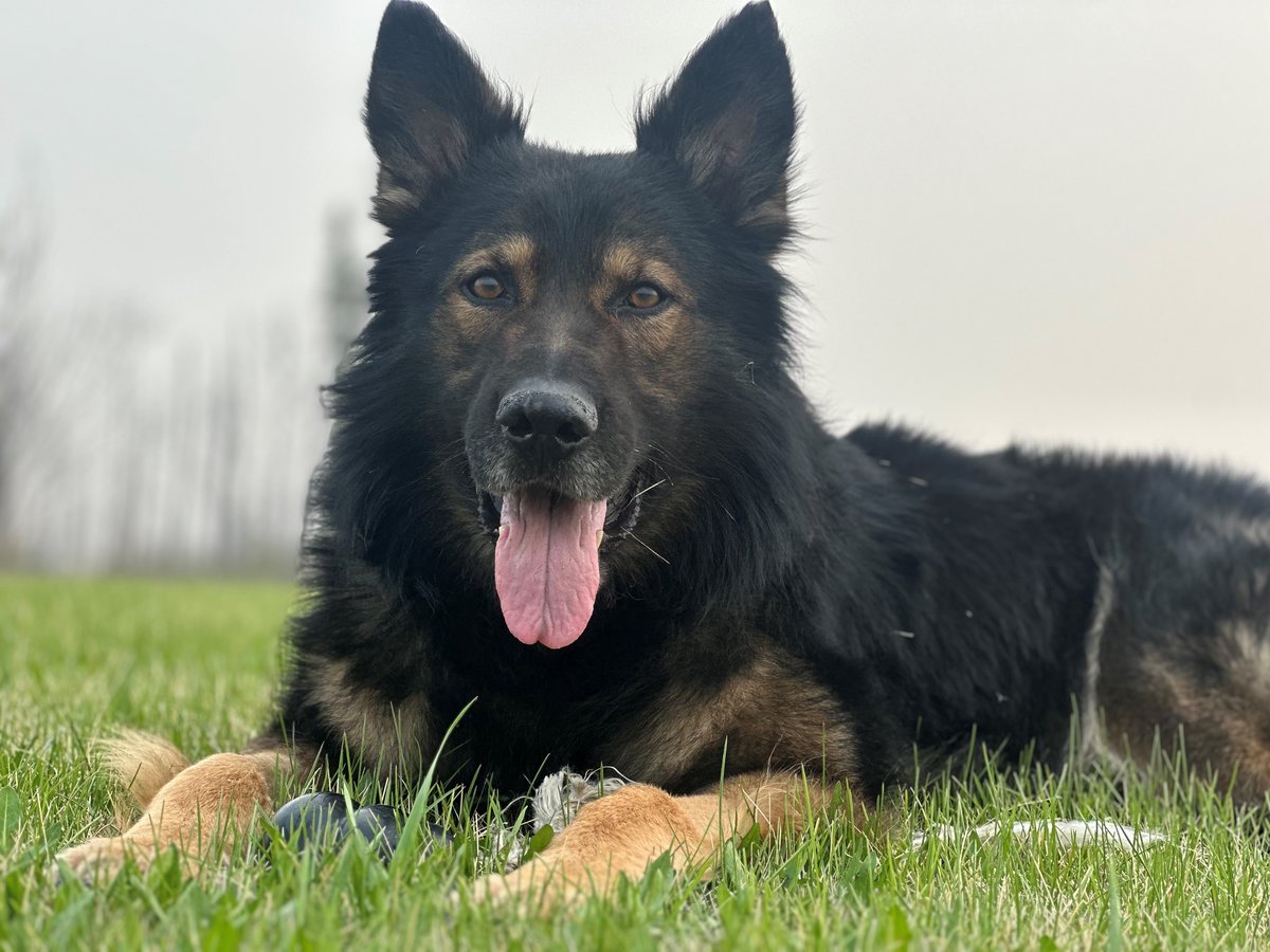 We would like to wish PSD Harley a happy retirement who worked his very last shift with the #Alberta RCMP yesterday! Harley began his career in 2017 and spent the whole time in #FortMcMurray. Thank you for your service Harley 🐶 💙 #NationalPoliceWeek