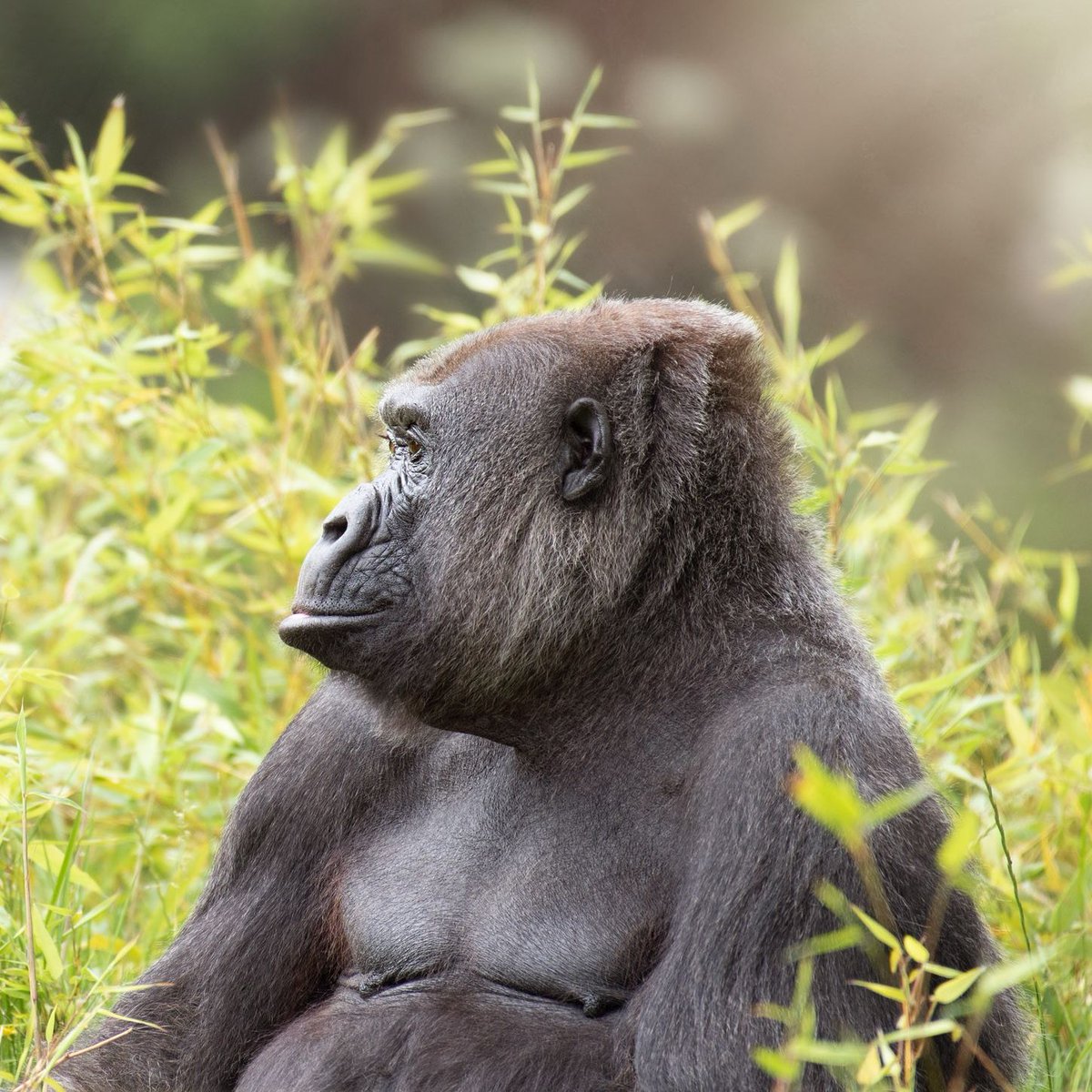 Jersey Zoo tweet media