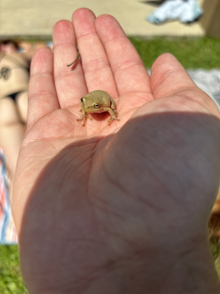 I found a beautiful tree frog! 🐸 ✨🌱