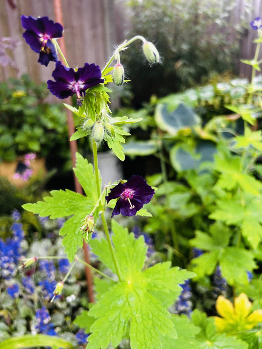 Hardy geranium appreciation post! And they deter slugs, love them #geranium #flowers #garden #gardening #gardens #GardeningTwitter