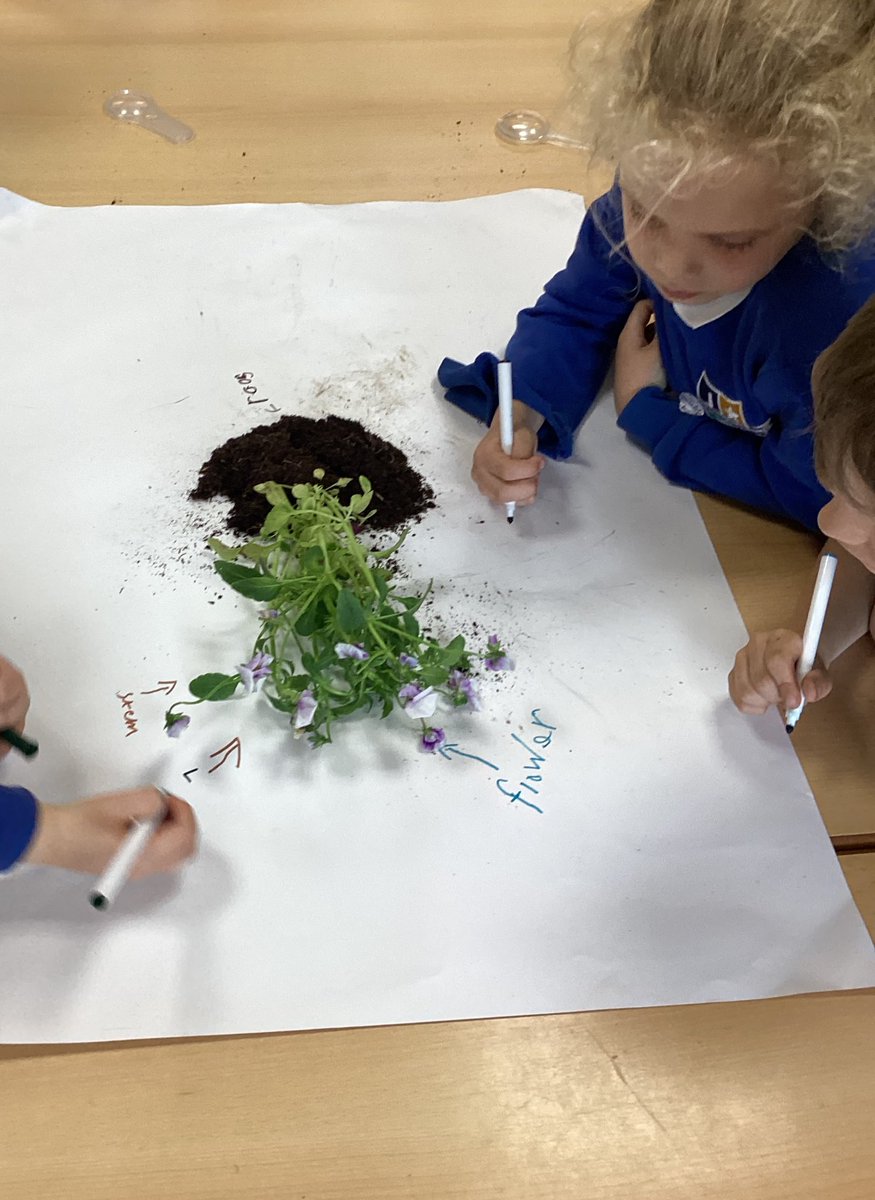 JCAWakefield's tweet image. Dissecting plants in Year 1 and checking our raincatcher - it really has rained a lot in Spring @JCA_Science #observingandmeasuring #reallifelearning
