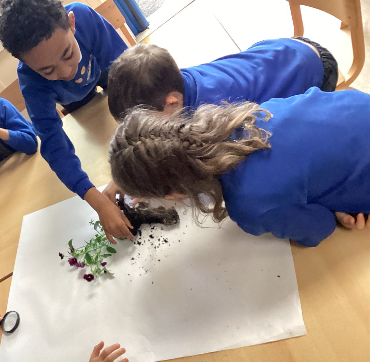 JCAWakefield's tweet image. Dissecting plants in Year 1 and checking our raincatcher - it really has rained a lot in Spring @JCA_Science #observingandmeasuring #reallifelearning