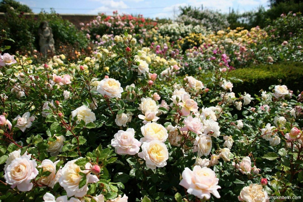 Love roses?
Don't miss my UK Calendar of Rose Garden Openings &amp; Events - here's a link: pumpkinbeth.com/2022/04/rose-g…

#Rose #Rosa #Roses #Flowers #Garden #Plants #UK #England #Scotland #GreatBritain #Gardening #Gardens #Relax #Family #FamilyTime #Relaxing #Outdoors #Summer #DayOut
