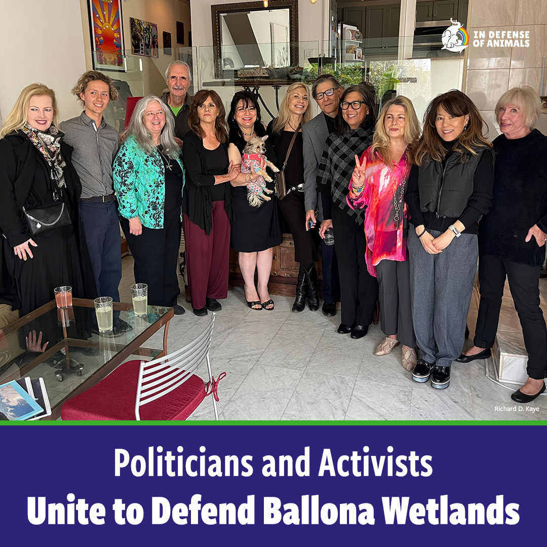 Politicians & activists unite to #DefendBallonaWetlands! For #WetlandsAppreciationMonth, IDA President Dr. Marilyn Kroplick attended a luncheon with #California gubernatorial candidate #BettyYee to discuss protecting #BallonaWetlands. Take action: bit.ly/3V3Gwwb