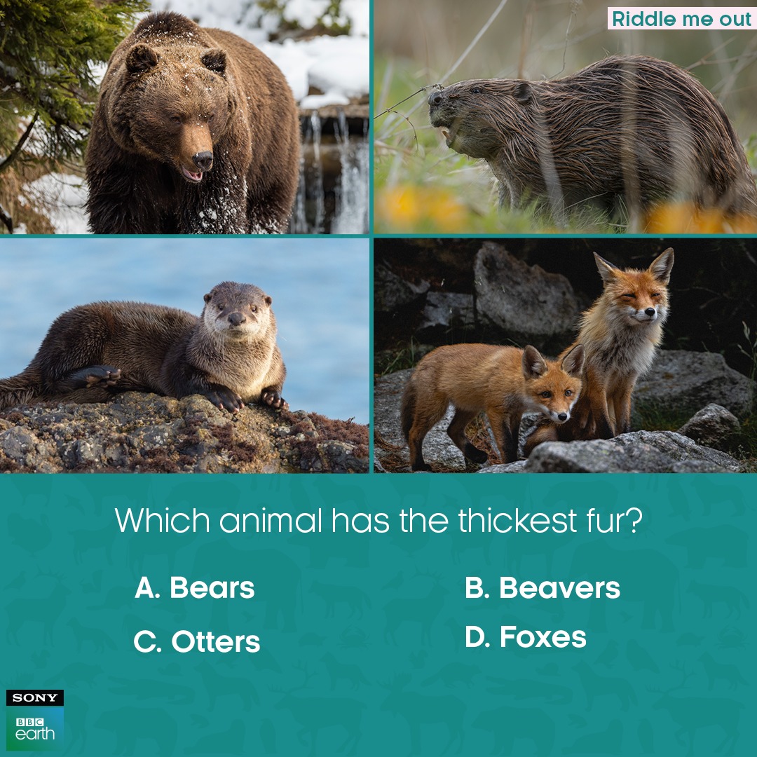 These animals contain a whopping 600,000 to 1,000,000 hair follicles per square inch!​ #SonyBBCEarth #FeelAlive #Nature #Wildlife #RiddleMeOut #Bears #Beavers #Otters #Foxes