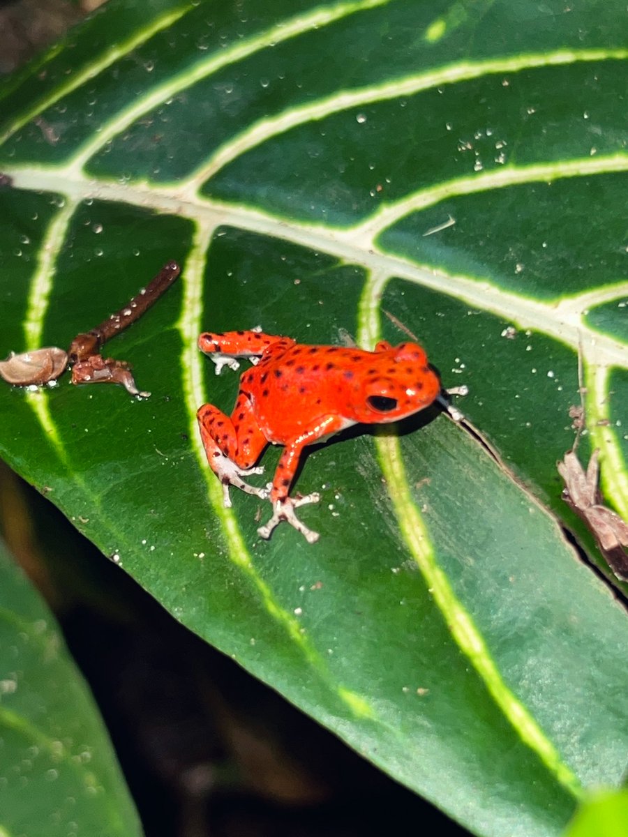 I also went to Panama 🇵🇦 in February  and forgot to post pictures, such a beautiful country. Hope to come back again! Went diving here as well and saw my first seahorse in the wild ✨Frog from red frog beach 🫶🏽
