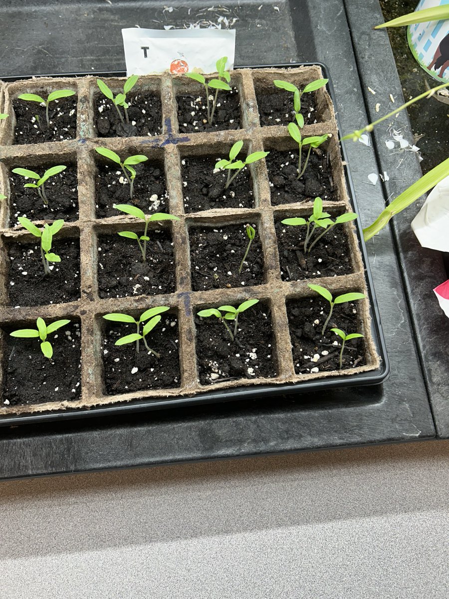 sandramtheobald's tweet photo. Thank you @LetsTalkScience for the chance to join this year's "Tomatosphere" project! We had a blast practicing our inquiry skills. Our results are in, and we're excited to discover which seeds went to the moon! ๐ฑ๐ #Tomatosphere #STEM #InquirySkills @SJCHSSPARTANS https://t.co/GSbicxIMoo