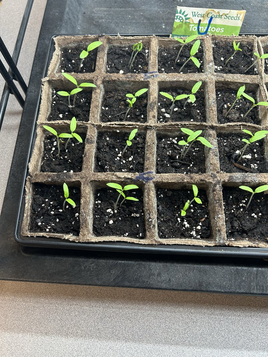 sandramtheobald's tweet photo. Thank you @LetsTalkScience for the chance to join this year's "Tomatosphere" project! We had a blast practicing our inquiry skills. Our results are in, and we're excited to discover which seeds went to the moon! ๐ฑ๐ #Tomatosphere #STEM #InquirySkills @SJCHSSPARTANS https://t.co/GSbicxIMoo
