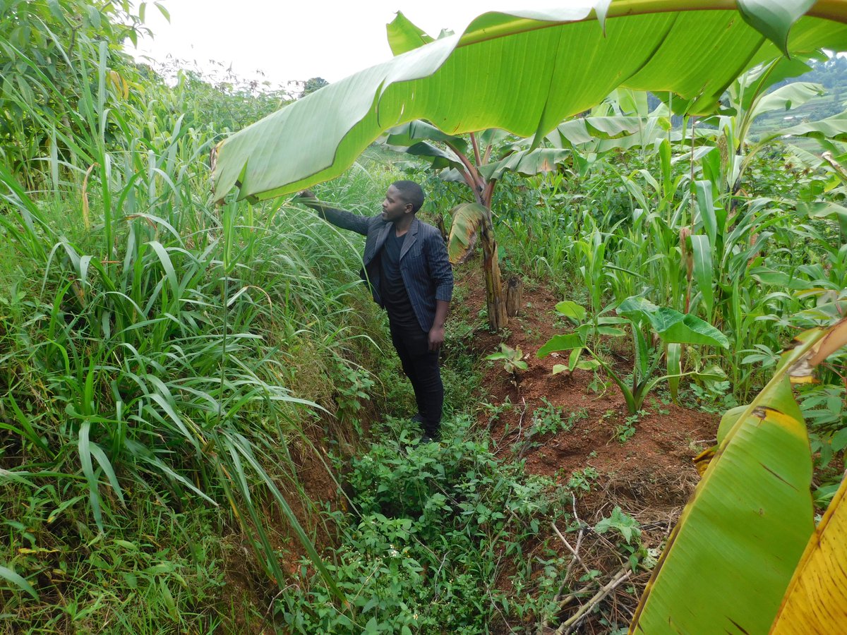 ELEPHANT GRASS is one of the essential grasses in farming. It helps to control soil erosion and provides fodder for livestock. #QUESTION: How else is elephant grass important to you as a farmer? Comment, Like & Repost. #FOLLOW_ME for All Farming News & Advice. #LetsFarmTogether