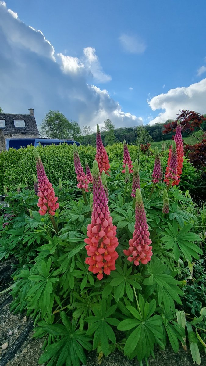 Lupins in Minchinhampton yesterday.