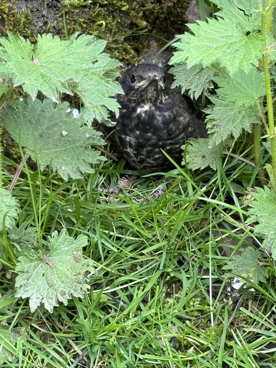 Ring Ouzel (Mountain Blackbird)⭐️SUCCESS⭐️ Co Durham From knowing 1st egg date was able to work out hatching & fledging dates to the day. #NRS @_BTO