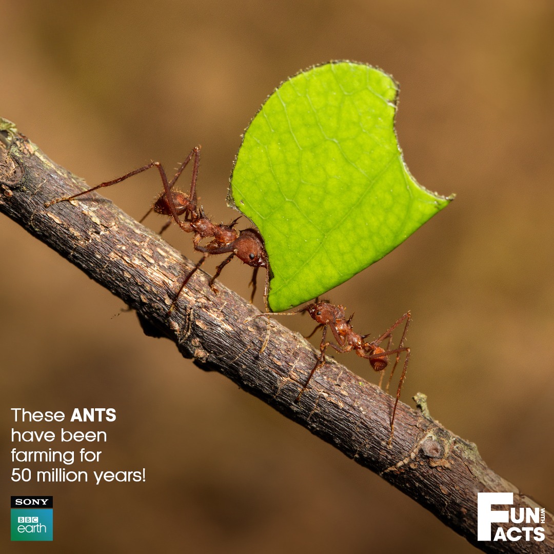 Leaf-cutter ants have been farming for far longer than us humans. However, they aren't cultivating crops, but fungus. #SonyBBCEarth #FeelAlive #Nature #Wildlife #FunWithFacts #LeafCutterAnts #Farming #Fungus #Lepiotaceae #FarmedFungus