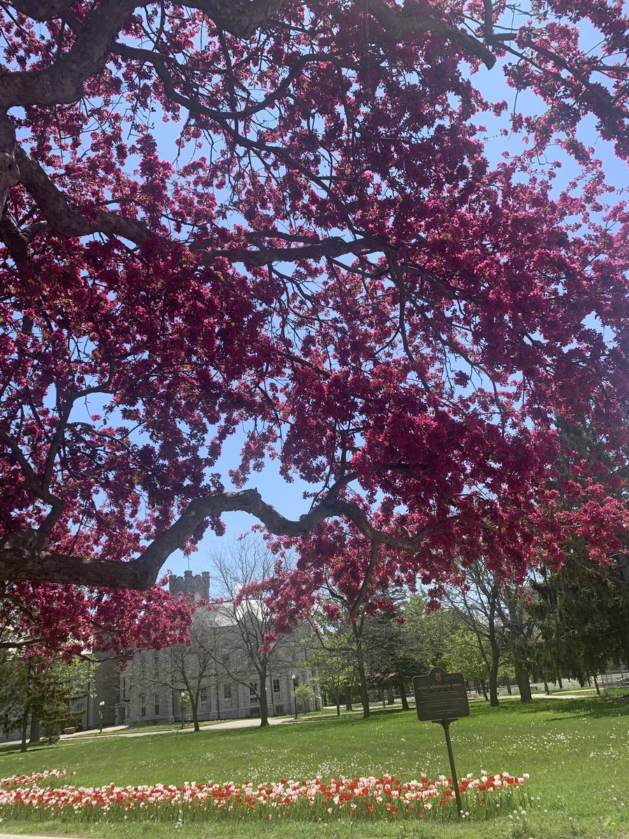 Didn’t want to leave my keyboard. Glad I did. @queensu is blossoming! This is at Anges Benidickson Field 😍🌺☀️ I told myself 3 minutes of sunshine, and stayed out for 15. Absolutely the correct decision! #GetOutsideIfYouCan #TurnItOffTurnItOnAgain #HealthyWorkplaces