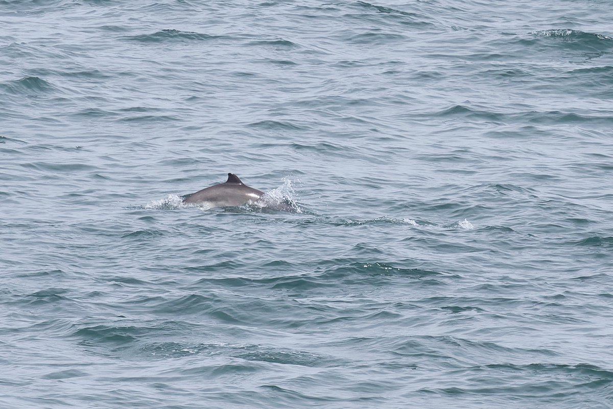 A good survey #StrumbleHead this morning and a couple of marked porpoise for our ever increasing catalogue.
@SeaTrustWales leading porpoise research in the UK