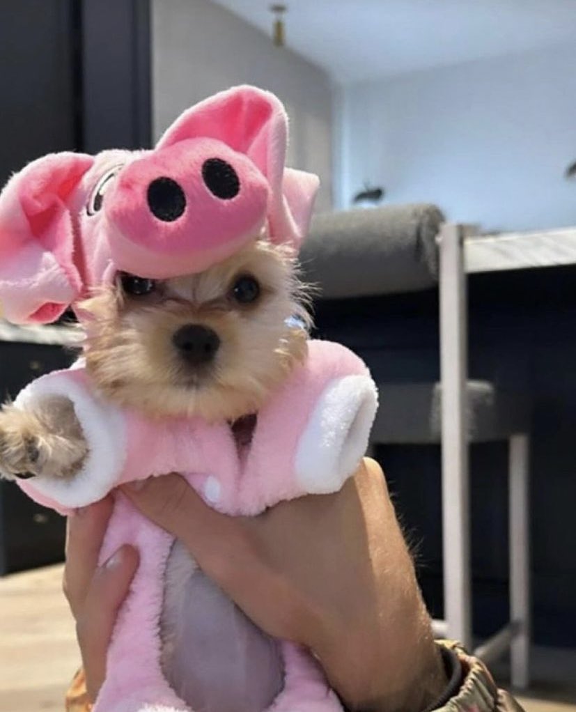 PAI DE MENINA! Rhode Skin em recente post no Instagram.

Na foto Justin Bieber está segurando sua cachorrinha Piggy. 🐷🎀