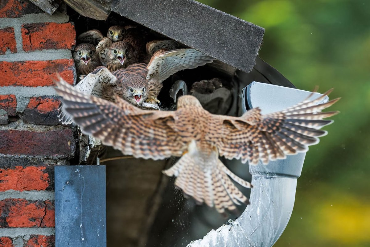 TheAtlPhoto's tweet photo. Winners of the GDT Nature Photographer of the Year 2024 - 20 of the winning and honored images from this year's photo competition put on by the GDT (German Society for Nature Photography), selected from more than 8,000 entries. https://t.co/9K7E4IHTA4 https://t.co/Ap4NtQz5lh
