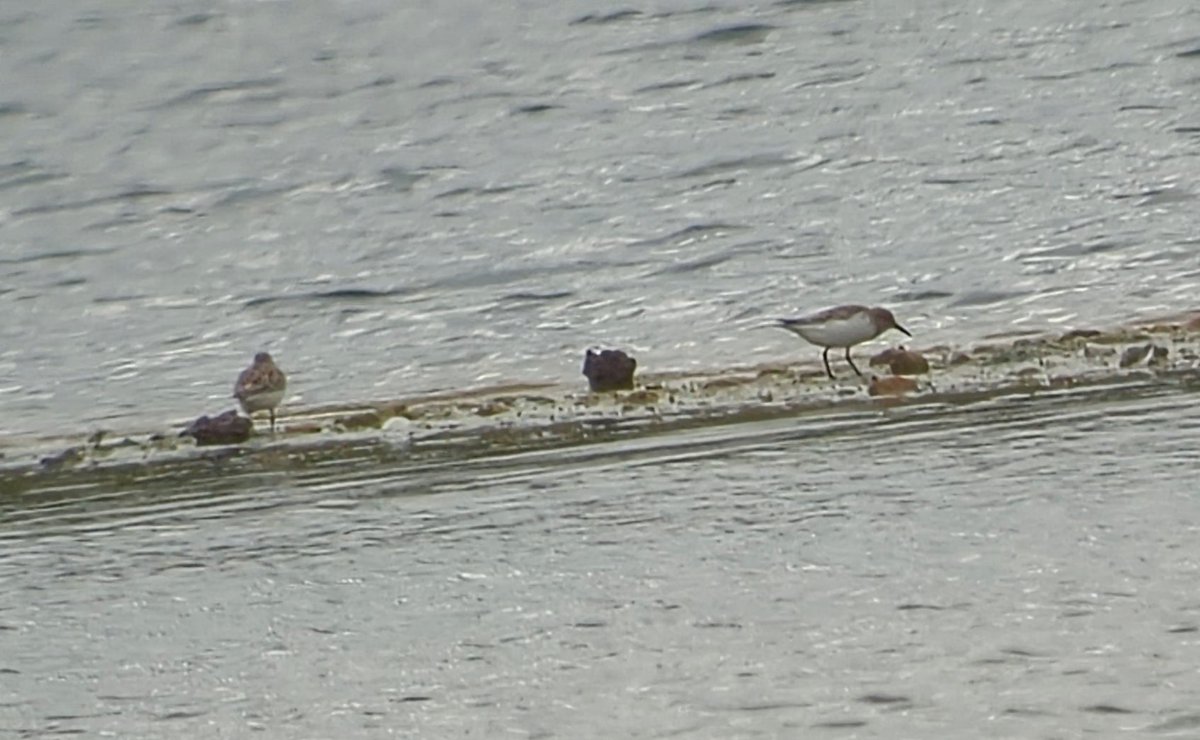 You are going have to take my word for it,but nice to find 2 Sanderling on my local inland patch.