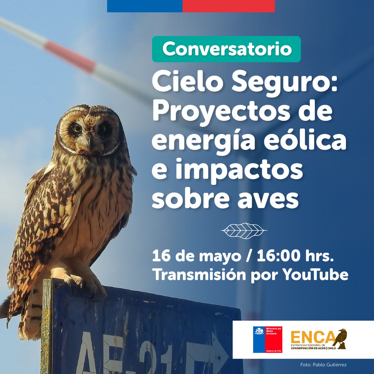 Segundo conversatorio del ciclo 'Cielo Seguro' en el marco de la Estrategia Nacional de Conservación de Aves. Hoy jueves a las 16hs, tema “Proyectos de energía eólica y sus impactos sobre aves”. En línea en canal Youtube del @MMAChile