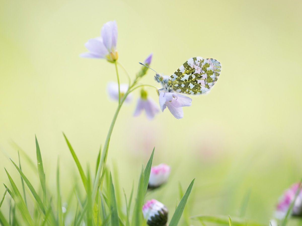 Latest research shows that letting parts of your garden grow wild with long grass can increase butterfly numbers by up to 93%! 🌿🌼 With #NoMowMay upon us and the summer ahead, experts at @plantlife explain why you should let it grow 👉 butterfly-conservation.org/news-and-blog/… 📷: Jaco Costerus