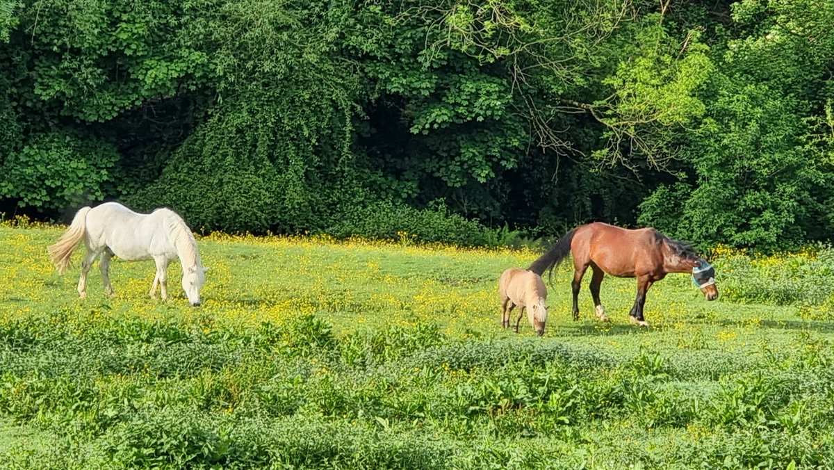 Khatien,Temudge and Kasar grazing this morning in Kingscourt,the Brothers .