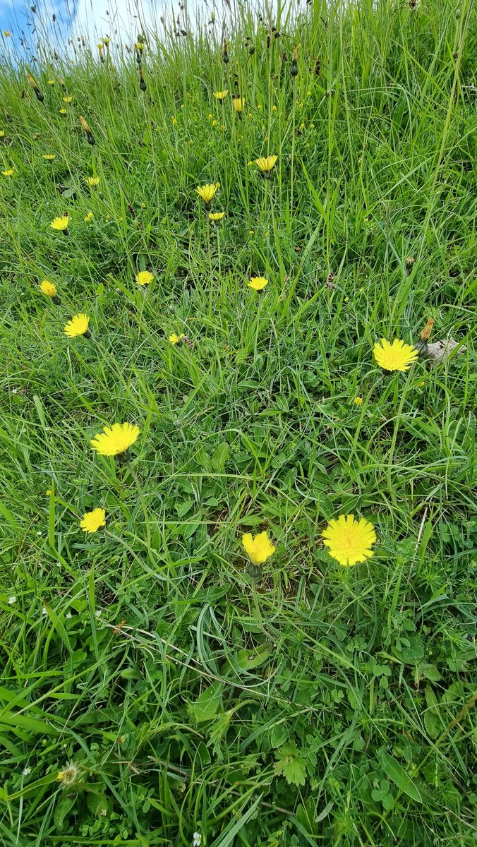 Mouse-ear-hawkweed (Pilosella Officinarum) on Minchinhampton common yesterday.