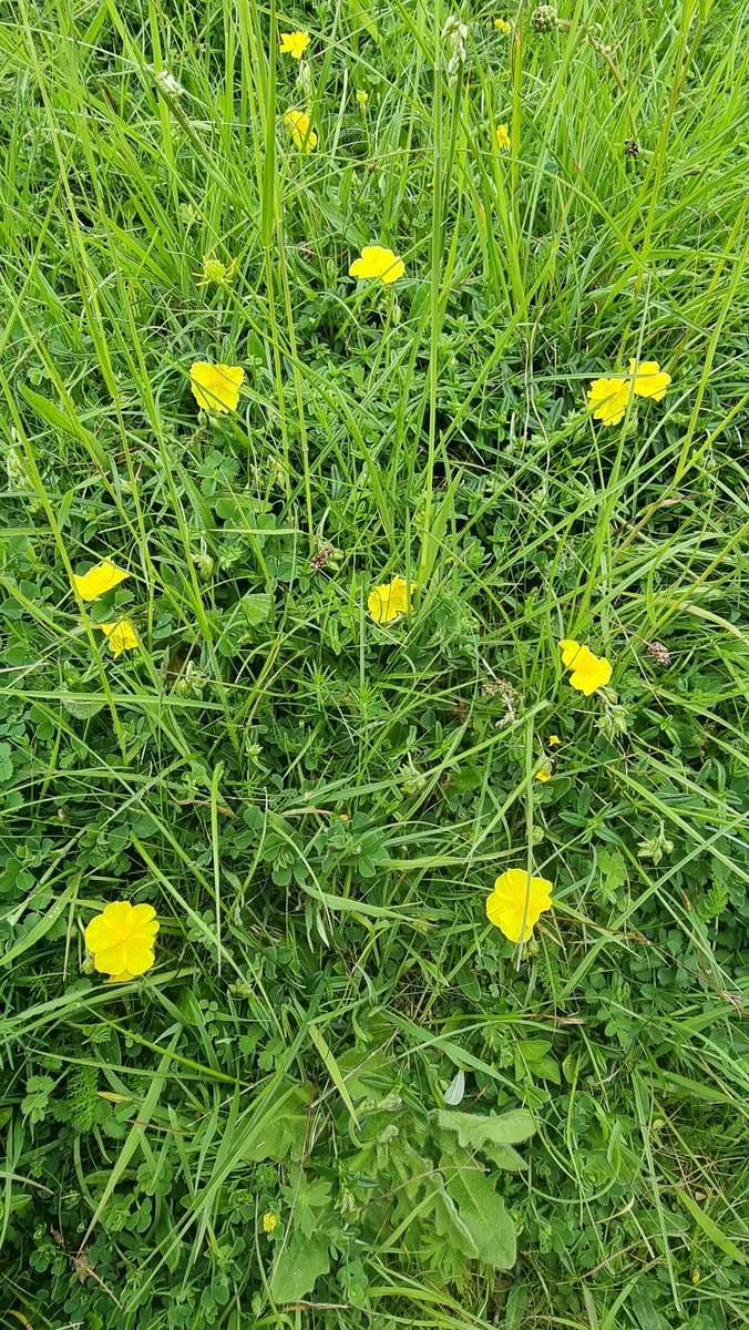 Common Rock-rose (Helianthemum nummularium) on minchinhampton common yesterday.