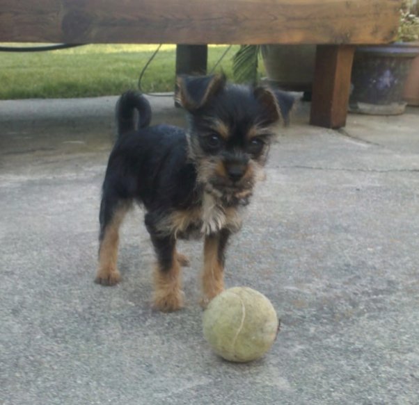 galsarelli's tweet photo. @r1verwater @sneepsnorp3d Our doggie went down a bit of a different evolutionary path: https://t.co/tlFGmAaQoF
