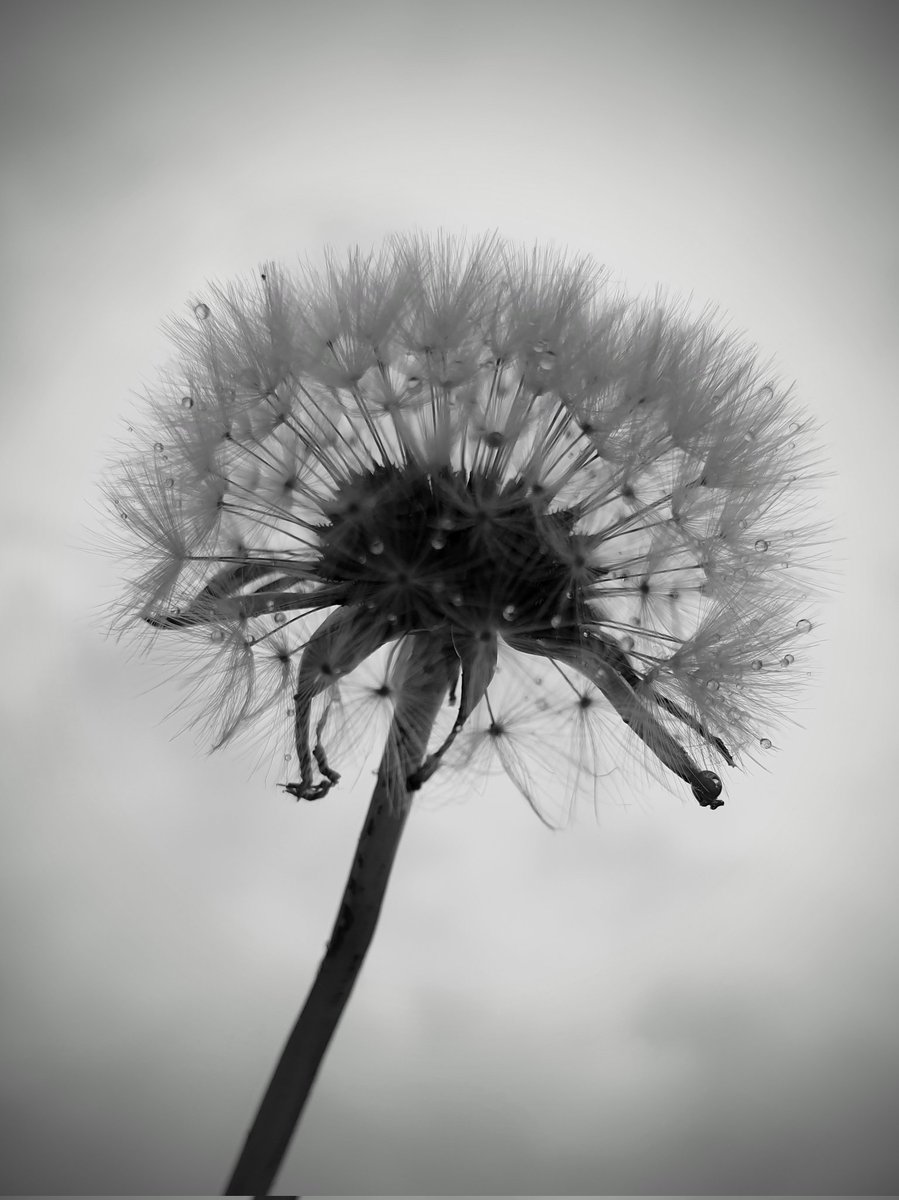 Another grey day in London 😒#dandelionclock #lifeinlondon