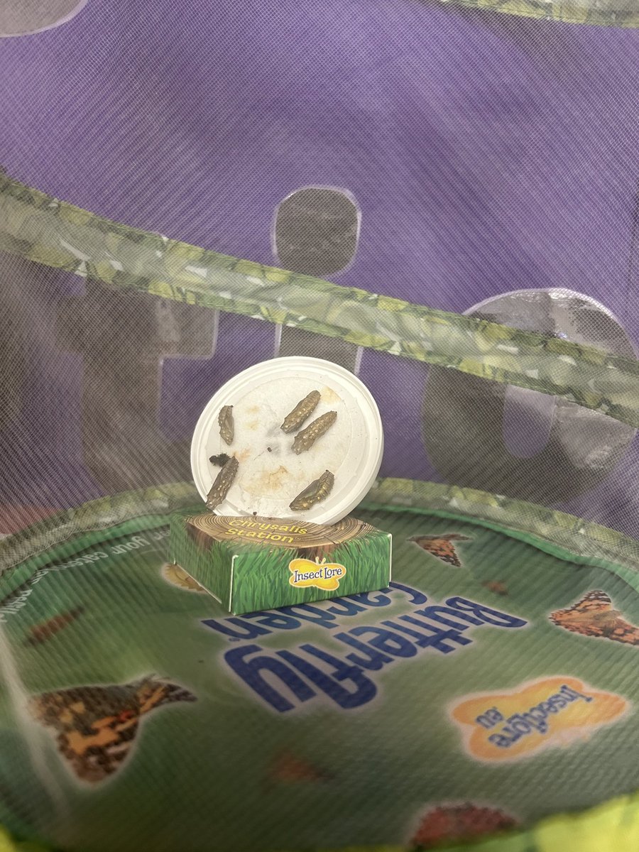 Mrs Hughes tweet media