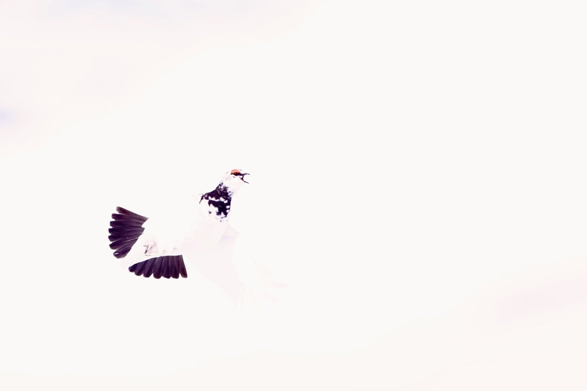 Vandaag een Alpensneeuwhoen in zijn witte omgeving