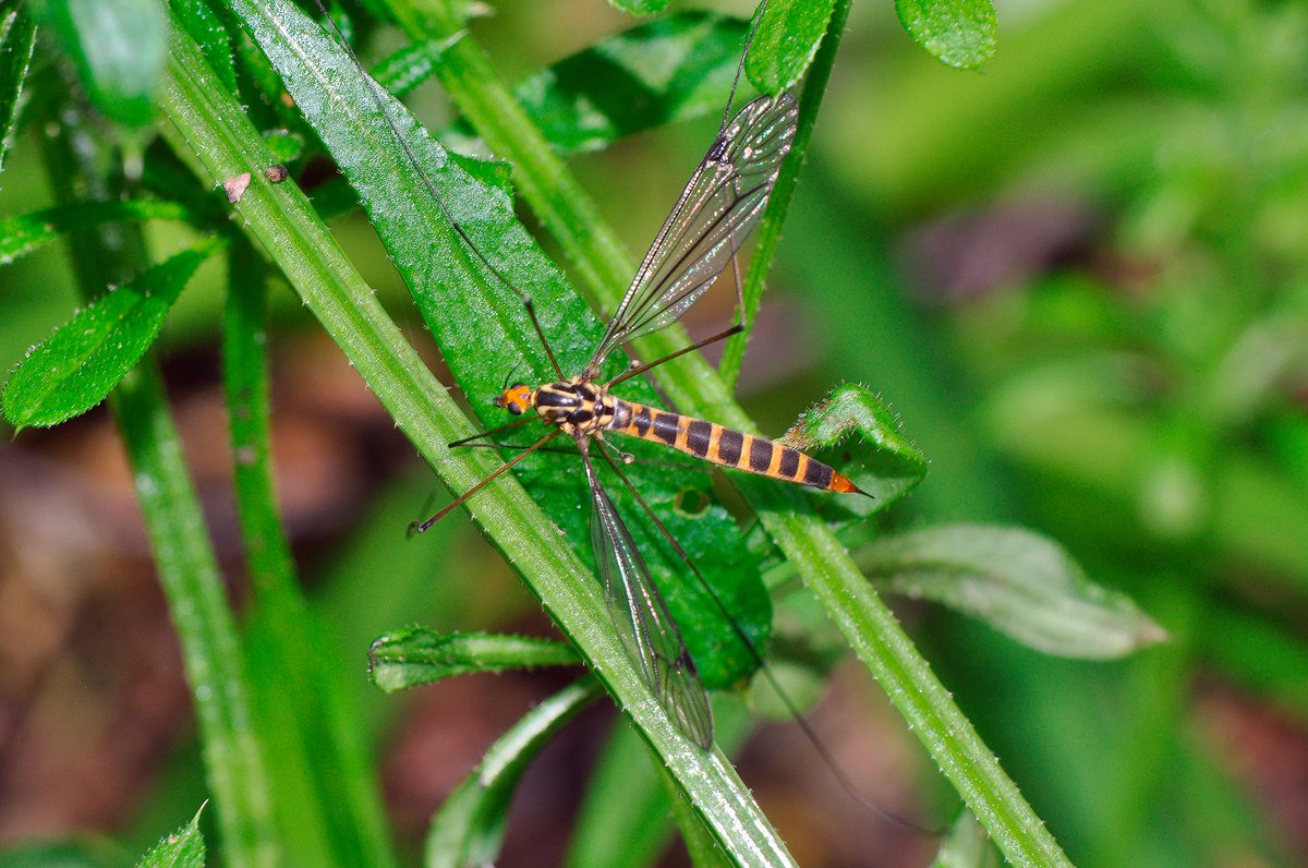 What a beauty - a fresh female Many-banded Tiger cranefly (Nephrotoma flavipalpis) seen yesterday whilst surveying a small area of woodland at Upper Basildon, Berkshire #FliesofBritainandIreland @gailashton @Ecoentogeek @StevenFalk1 @DipteristsForum @TVERC1 @BBOWT @flygirlNHM