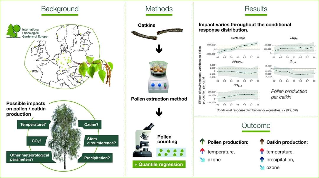 suren_ranpal's tweet photo. 🌍 Delighted to share that our research paper on birch pollen production across Europe has been published in "Environmental Research" 📝🎉
#PollenProduction #Birch #GlobalChange 
https://t.co/EAquijFHaa 
@TDamialis 
@Traidl_Hoffmann 
@luschkova 
@eichstätt https://t.co/xnUL4WxTA6
