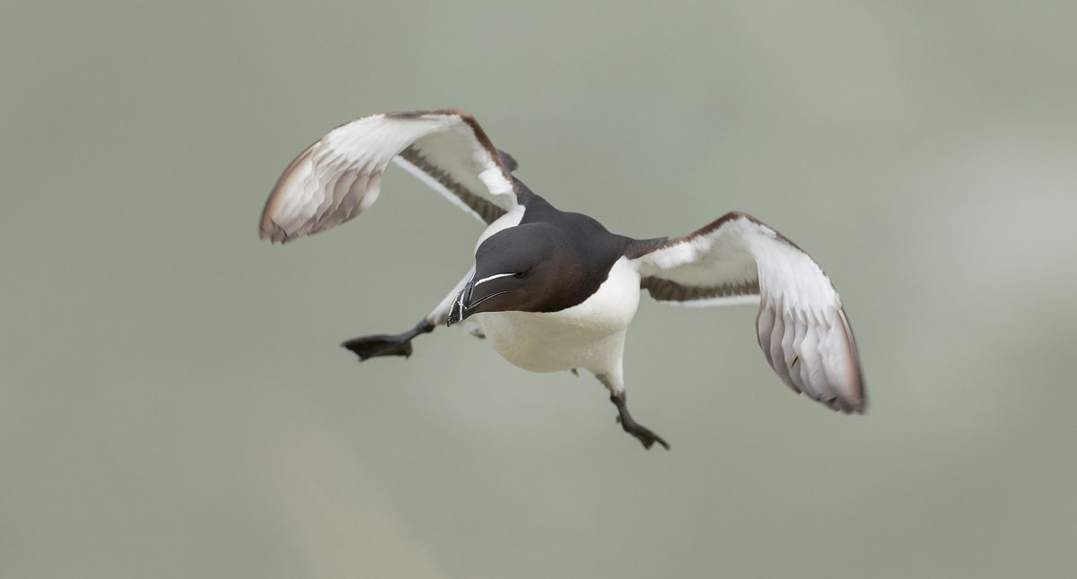 Razorbill in flight. Very fast, very flappy... very hard to capture! Taken at Bempton Cliffs, Yorkshire. @CanonUKandIE #canon #seabird #yorkshire #bemptoncliffs #sea #coast #birds #birdwatching