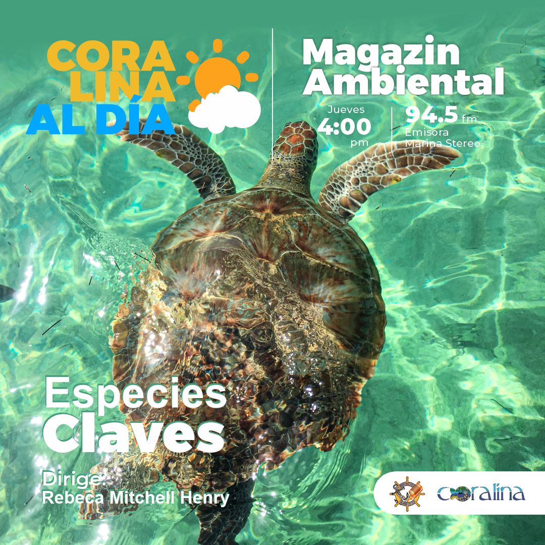 📣 Los esperamos en nuestro Magacín #CoralinaAlDía. El tema de hoy es sobre las #EspeciesClaves en #Seaflower. Sintonízanos hoy jueves a las 4pm por la 📻 Emisora Marina Stereo, frecuencia 94.5FM. #PulmónCaribeInsular