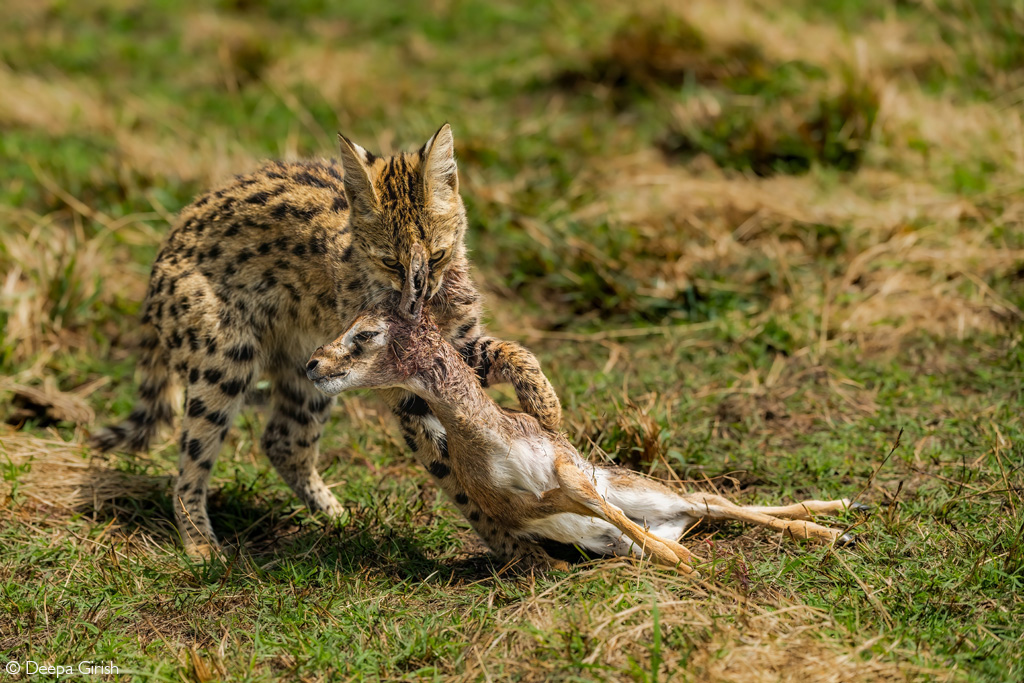 📷A serval takes down a young Thomson’s gazelle, almost equalling the cat in size. Maasai Mara National Reserve, Kenya. © Deepa Girish (Photographer of the Year 2024 entry)

#wildlifephotos  #wildlife_shots #wildlifephotography #photography #photographer #naturephotography